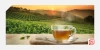 Shed Those Pounds with a Sip: Unveiling the Power of Weight Loss Teas